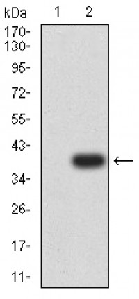 CD363 Primary Antibody MP31545  [M1E3H5]