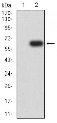 CD172G Primary Antibody MP31601 [M4F8C10]