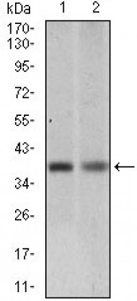 RASSF1 Primary Antibody MP20441 [M4G9A3]