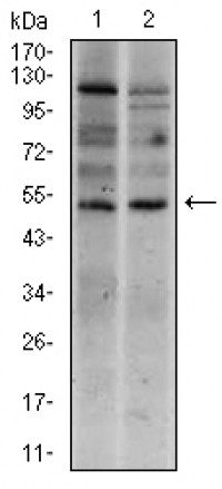 T Primary Antibody MP30430 [M1H9A2]
