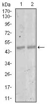 MEF2C Primary Antibody MP30439 [M6H2G2]
