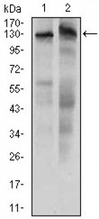 KIAA1967 Primary Antibody MP20439 [M1A9G12]