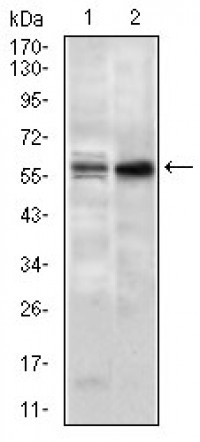 GNL3 Primary Antibody MP30458P [M2C8D5]