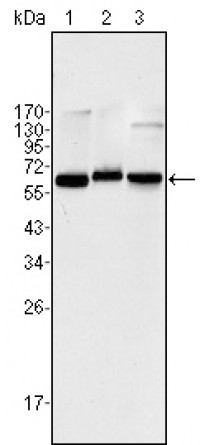 NF-kB p65 Primary Antibody MP20406 [M6H7]