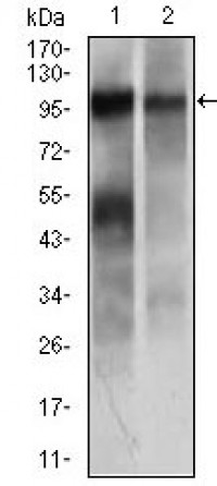 TRIM28 Primary Antibody MP20436 [M3G10A3]