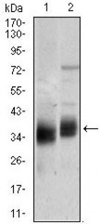 PPP1CC Primary Antibody MP20438 [M3D5C7]
