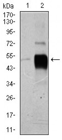 POU3F2 Primary Antibody MP30401 [M6H12]