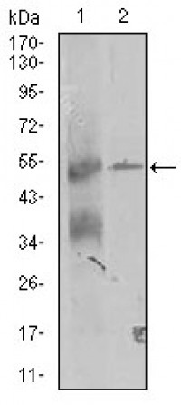 TRIP6 Primary Antibody MP30424 [M6H4]