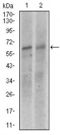 KEAP1 Primary Antibody MP30431 [M1F10B6]