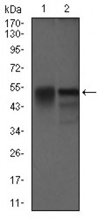 DCTN4 Primary Antibody MP30469A  [M3G9D7]