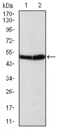 ATG5 Primary Antibody MP30775 [M8E8G6]