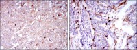 CD133 Primary Antibody MP30240 [M3F10]