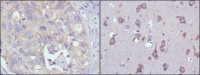 MPS1 Primary Antibody MP20351 [M4A12]