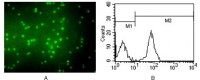 CD3 Primary Antibody MP20037 [M4D10A6]