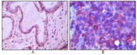 CD10 Primary Antibody MP20022 [M2A1H5E1]