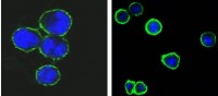 CD37 Primary Antibody MP20320 [M2B8]