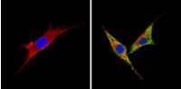 Anti-BACE2 Antibody MX-C355624