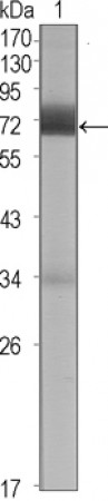 CER1 Primary Antibody MP20392 [M5C6]