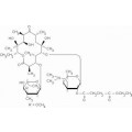 anti-HYAL1 antibody (Hyaluronidase-1) (N-Term)