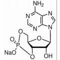 anti-HYAL1 antibody (Hyaluronidase-1) (N-Term)
