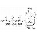 anti-HYAL1 antibody (Hyaluronidase-1) (N-Term)