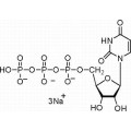 anti-HYAL1 antibody (Hyaluronidase-1) (N-Term)