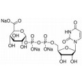 anti-HYAL1 antibody (Hyaluronidase-1) (N-Term)