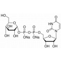 anti-HYAL1 antibody (Hyaluronidase-1) (N-Term)