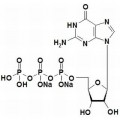 anti-HYAL1 antibody (Hyaluronidase-1) (N-Term)