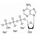 anti-HYAL1 antibody (Hyaluronidase-1) (N-Term)