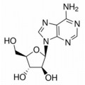 anti-HYAL1 antibody (Hyaluronidase-1) (N-Term)