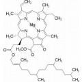 anti-HYAL1 antibody (Hyaluronidase-1) (N-Term)