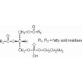 anti-HYAL1 antibody (Hyaluronidase-1) (N-Term)