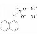 anti-HYAL1 antibody (Hyaluronidase-1) (N-Term)