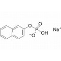 anti-HYAL1 antibody (Hyaluronidase-1) (N-Term)