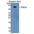anti-HYAL1 antibody (Hyaluronidase-1) (N-Term)
