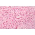 anti-HYAL1 antibody (Hyaluronidase-1) (N-Term)