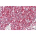 anti-HYAL1 antibody (Hyaluronidase-1) (N-Term)