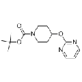 anti-HYAL1 antibody (Hyaluronidase-1) (N-Term)