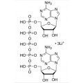 anti-HYAL1 antibody (Hyaluronidase-1) (N-Term)