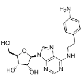 anti-HYAL1 antibody (Hyaluronidase-1) (N-Term)