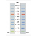 anti-HYAL1 antibody (Hyaluronidase-1) (N-Term)
