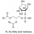 anti-HYAL1 antibody (Hyaluronidase-1) (N-Term)