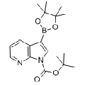 anti-HYAL1 antibody (Hyaluronidase-1) (N-Term)