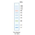 anti-HYAL1 antibody (Hyaluronidase-1) (N-Term)