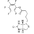 anti-HYAL1 antibody (Hyaluronidase-1) (N-Term)