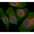 anti-HYAL1 antibody (Hyaluronidase-1) (N-Term)