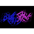 anti-HYAL1 antibody (Hyaluronidase-1) (N-Term)