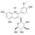 anti-HYAL1 antibody (Hyaluronidase-1) (N-Term)