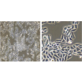 anti-HYAL1 antibody (Hyaluronidase-1) (N-Term)